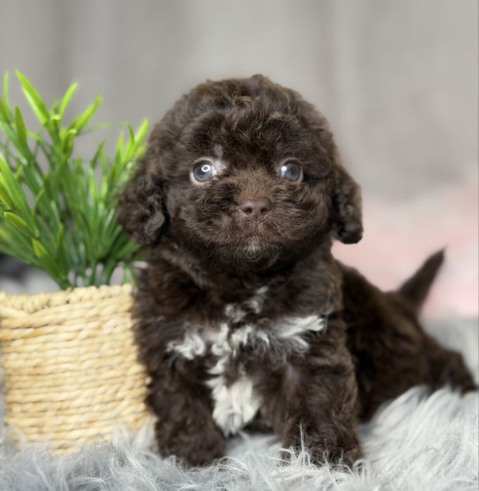 Шоколадная девочка мальтипу