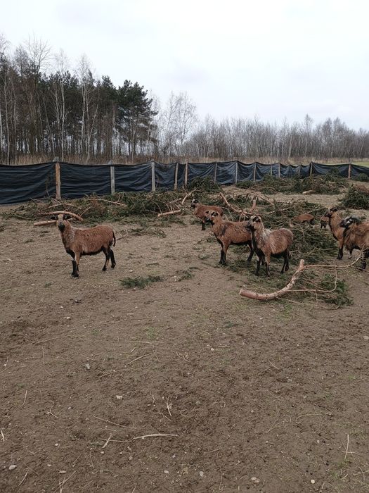 Sprzedam owce kameruńskie