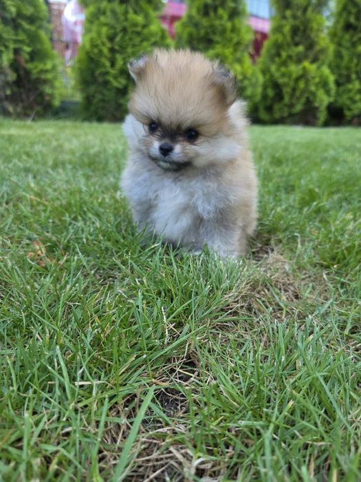 Pomeranian szpic miniaturowy ZKwP FCI