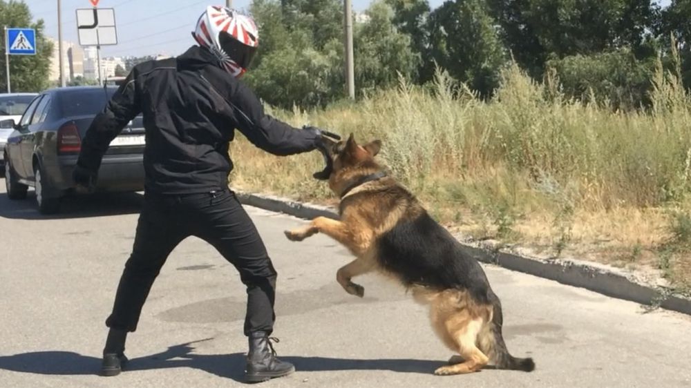 Кінолог, дресирування собак, слухняність та охорона, ВИЇЗД! Пансіон!