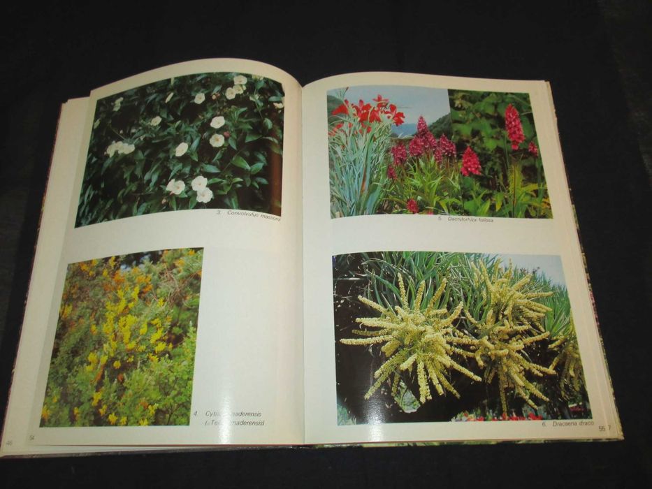 Livro Álbum Florístico da Madeira Rui Vieira 1974