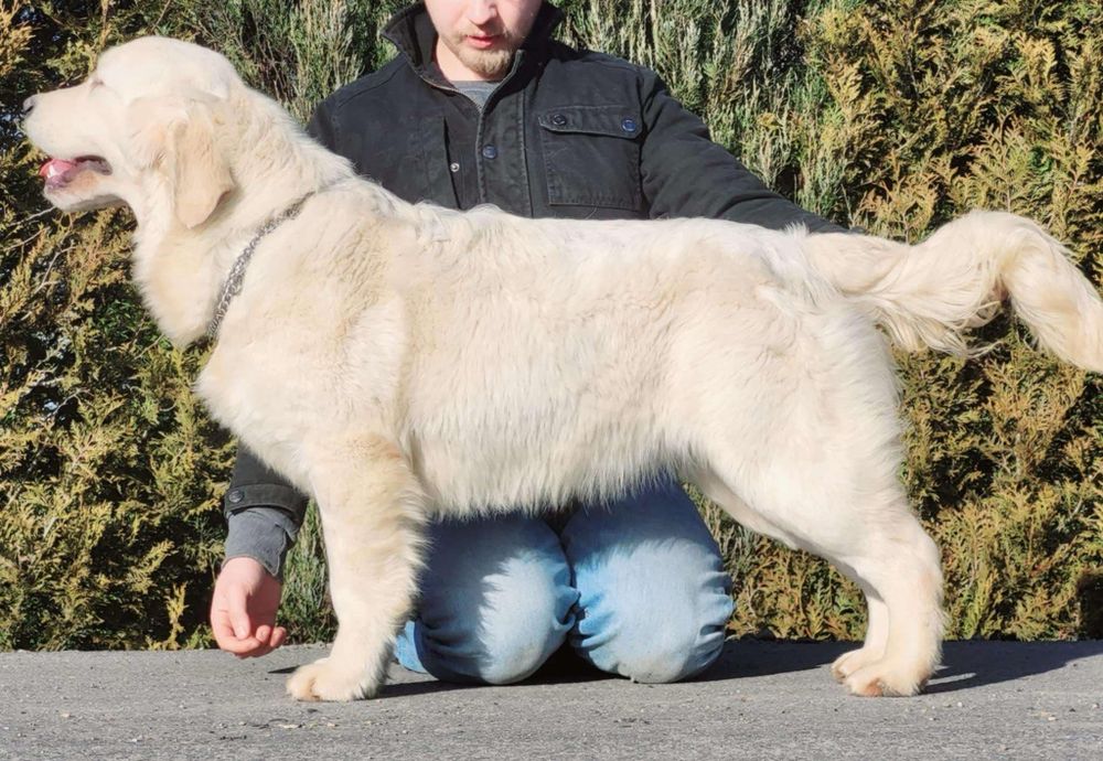 Golden retriever zkwp fci  w typie  Amerykańskim