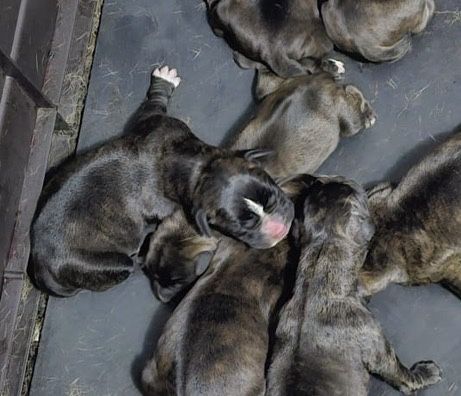 Bebés Boxer para adoção