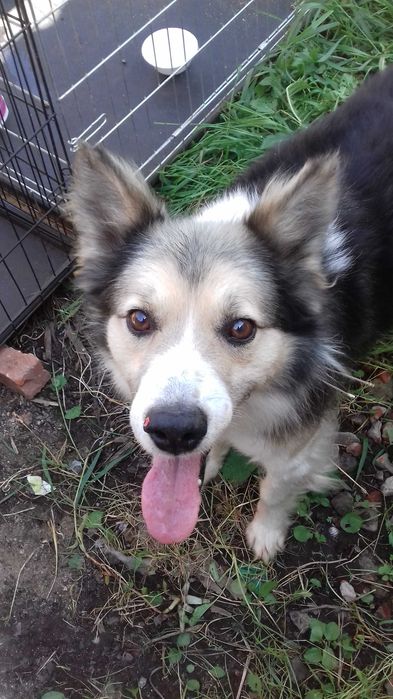 евакуація тварин з Харкова