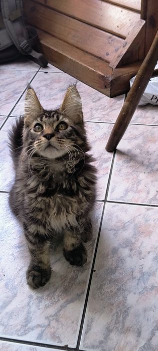 Maine coon -gotowy do odbioru