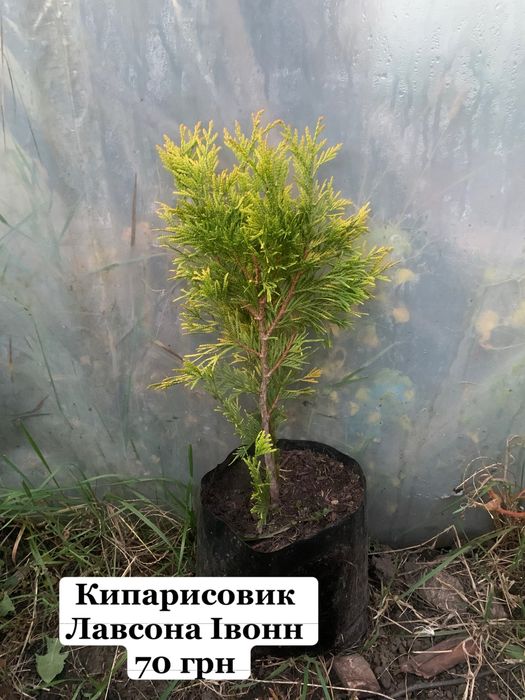 Туі різних видів