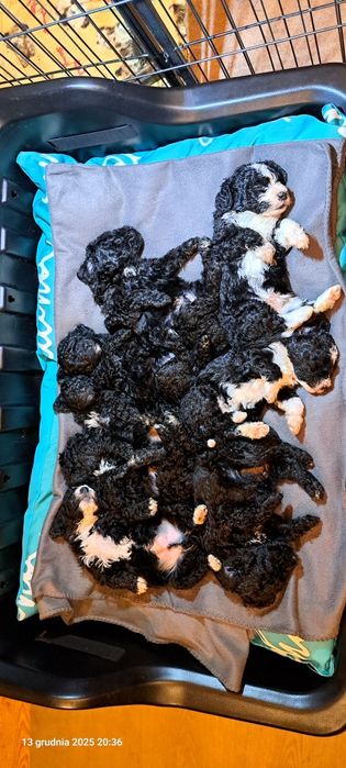 Hiszpański pies dowodny- piesek