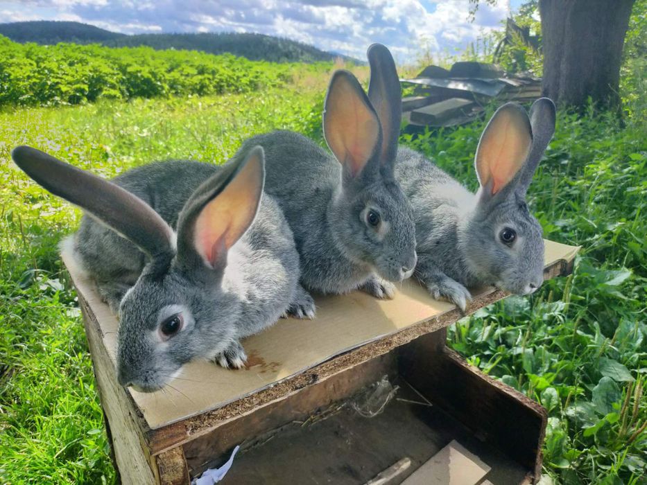 Кролі породи Шиншила. Німецький строкатий велетень.