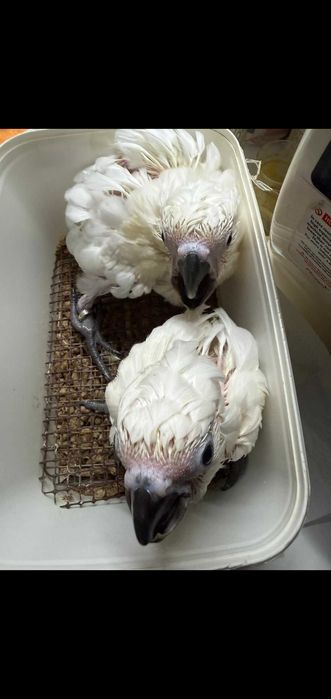 Catatuas alba disponível para reserva