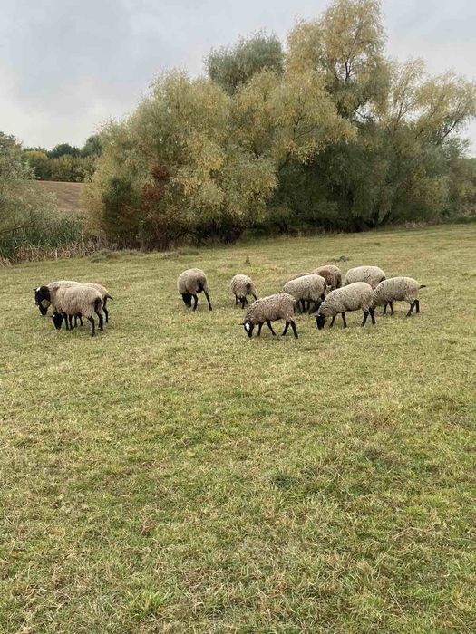 Вівці Романівської породи