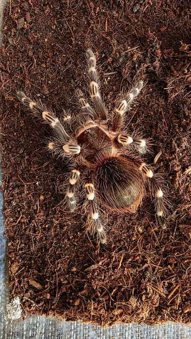 Acanthoscuria Geniculata  - Ptasznik białokolanowy  - SAMICA
