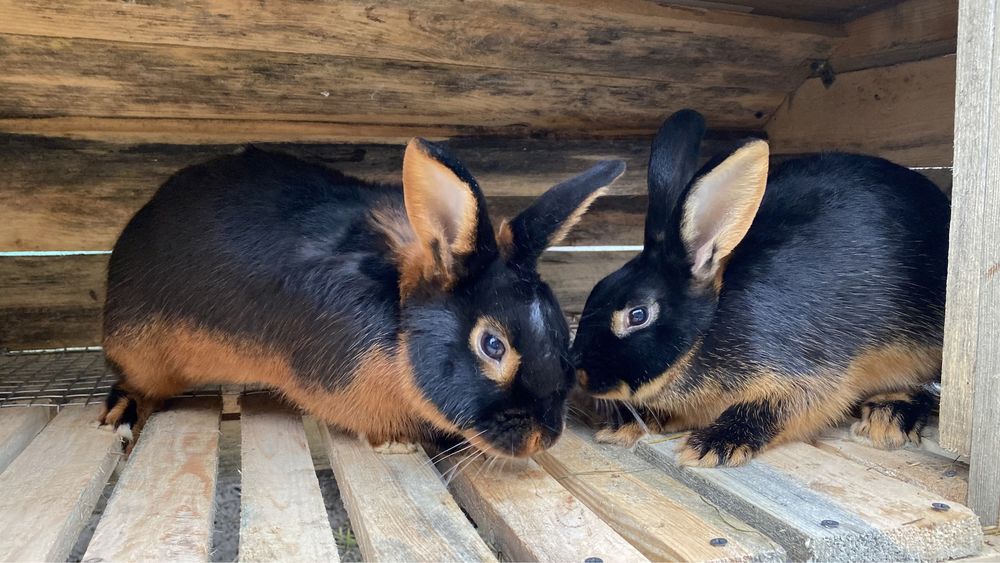 Черно-Огненный кролик , Рекс серый