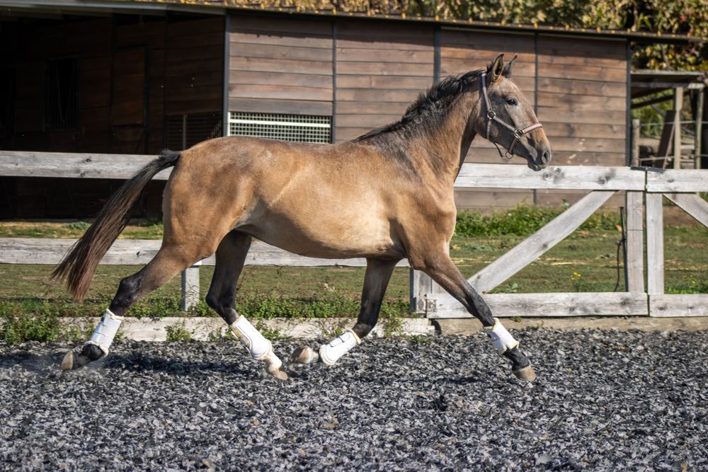 Poldra lusitana 3 anos