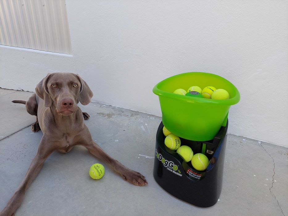 Máquina GODOGGO atira bolas ténis para cães