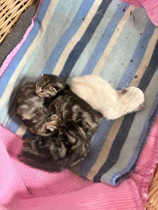 Gatinhos para adoção responsável