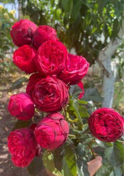 РОЗЫ РОЗЫ - продаю саженцы роз; розы  корнесобственные !
