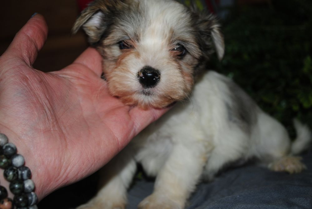 Малеча з блакитними очима. Срочно