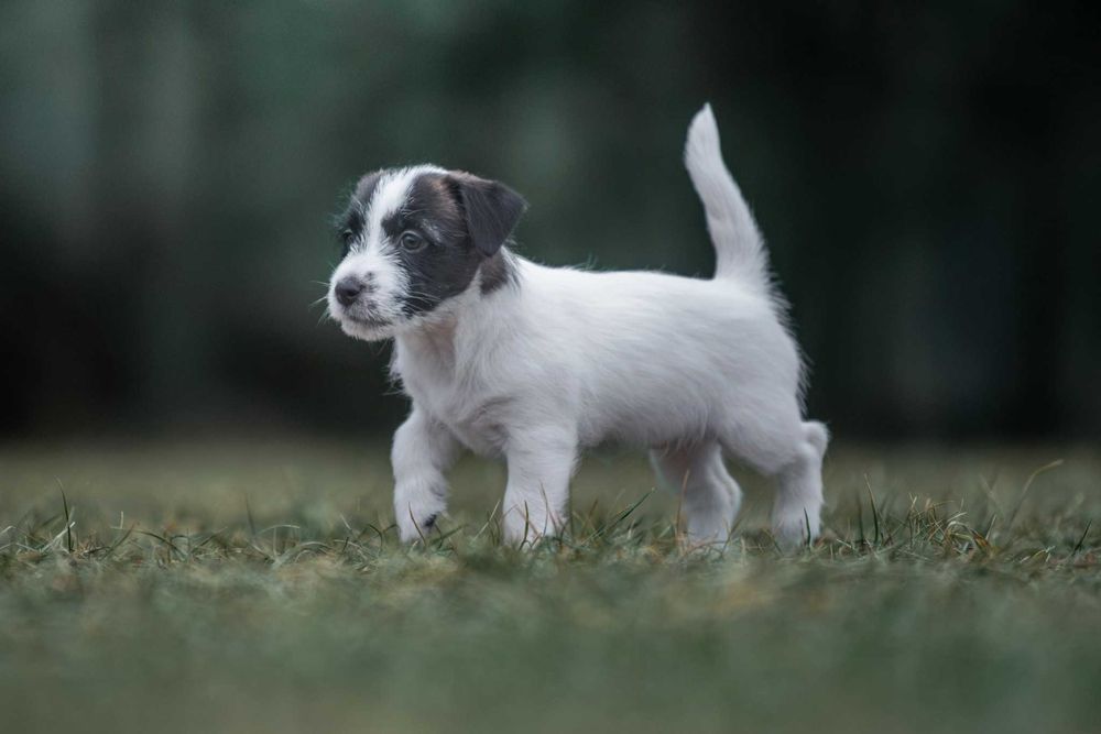 Jack Russell Terrier - piękna czarno biała suczka ZKwP FCI
