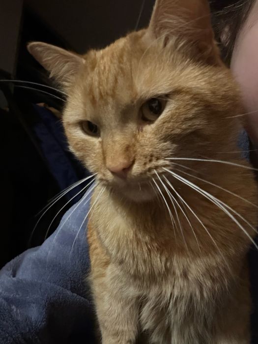 пропал кот, помогите найти