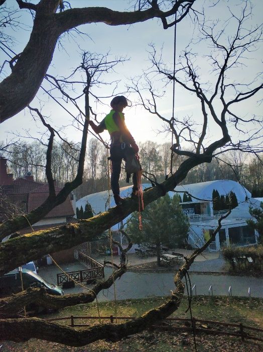 WYCINKA i pielęgnacja DRZEW ARBORYSTA rębak do gałęzi frezowanie pni