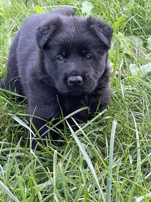 До продажу цуценя німецькоі вівчарки . Найкраще з виводку .