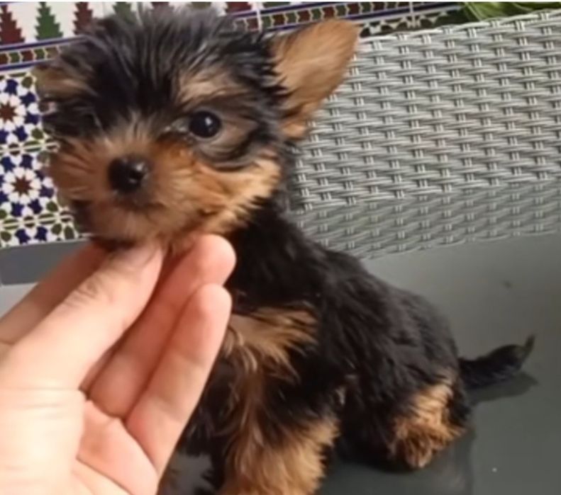 Yorkshiro femea lindissima