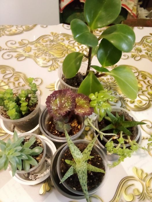 Комнатные домашние цветы цена 30 и 50 ГРН