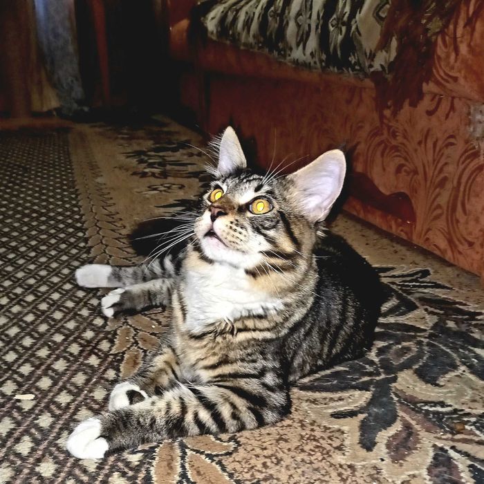 Мейн кун кошенята