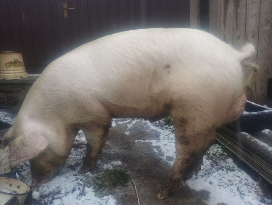 Продам кнура Біла велика