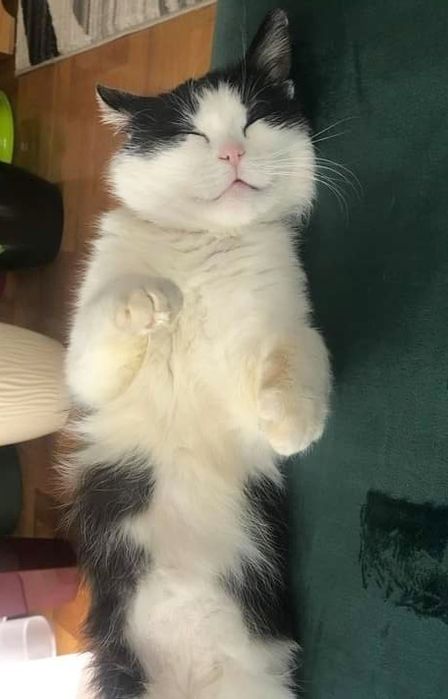 Miła kicia szuka domu :)