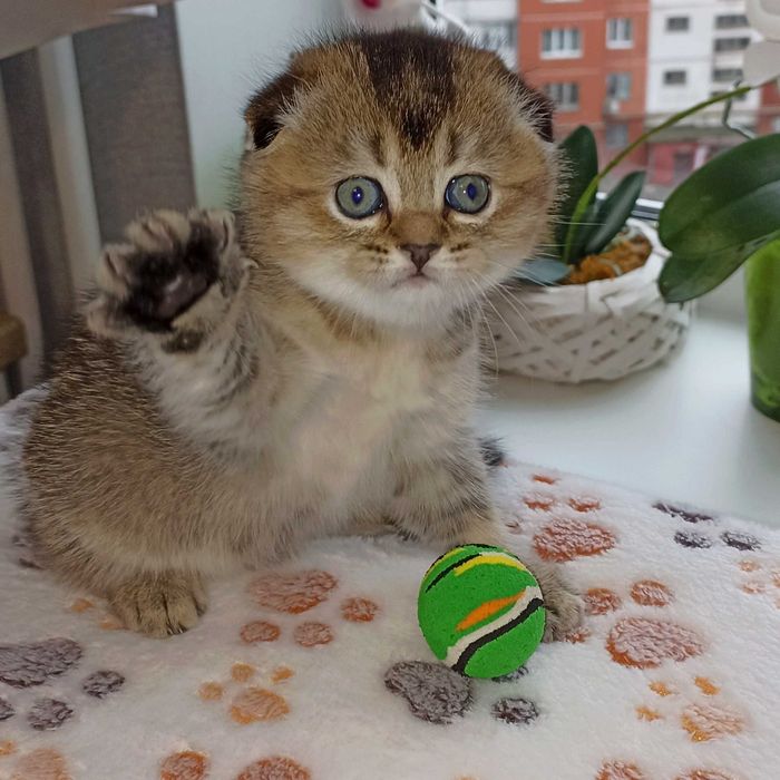 Кішечки золоті шиншили