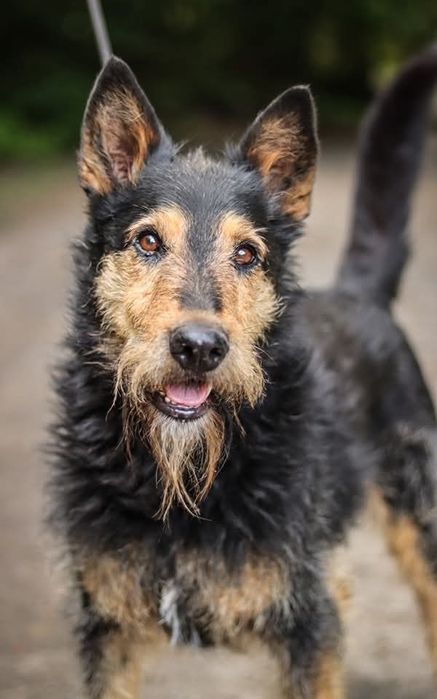 Odważny pies w typie teriera szuka domu  / do adopcji