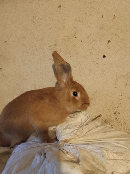 Króliki hodowlane samce