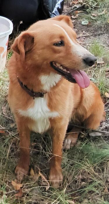 Rico - śliczny piesek