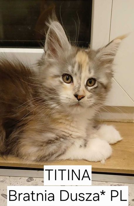 Srebrzysta szylkretka Maine Coon TITINA Bratnia Dusza *PL