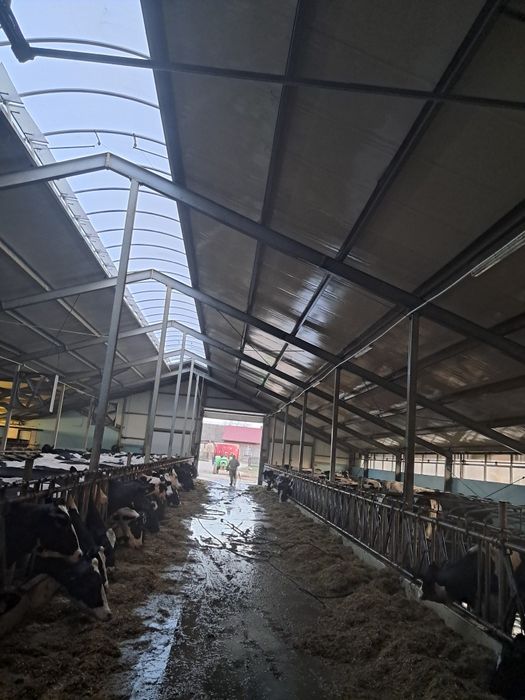 Bielenie obór Mycie I dezynfekcja budynków inwentarskich