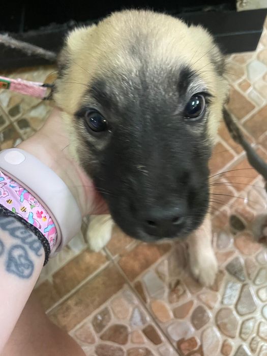 Cadelinha bebe sem raça definida