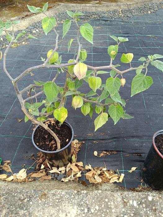 Phisalis disponíveis