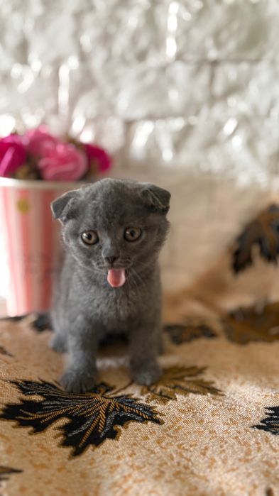 Маленькі милі кошенятка