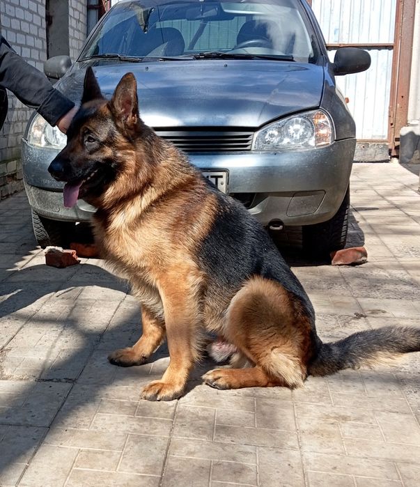 щенки из питомника.