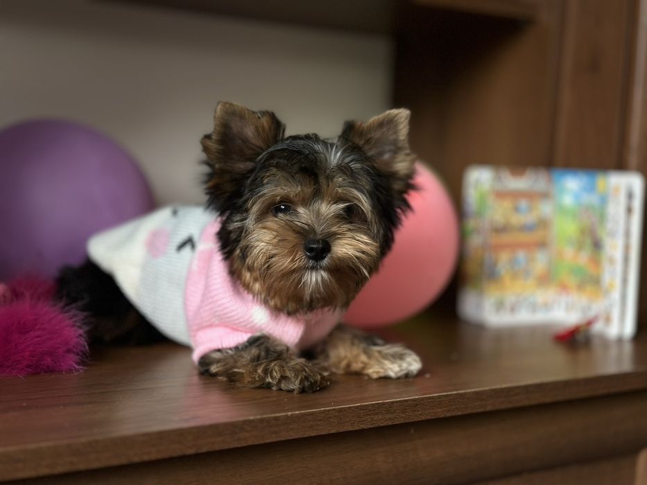 Пухнасті принци та принцеси йорки