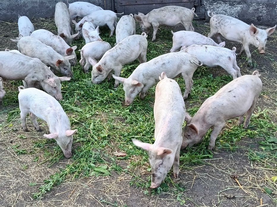 Продам малих поросят