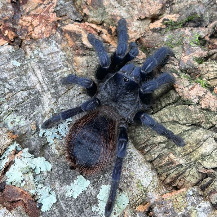 Pająk ptasznik Lasiocyano (Pterinopelma) sazimai samica