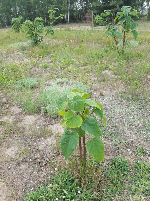 Sadzonka drzewa oxytree
