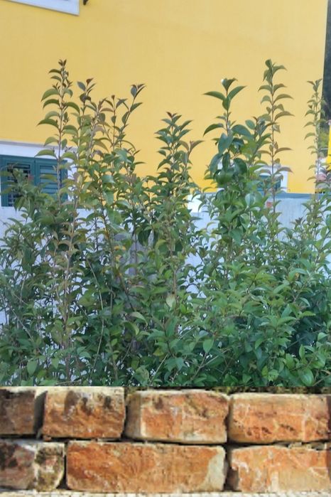 Arbustos ligustrum (acabar)