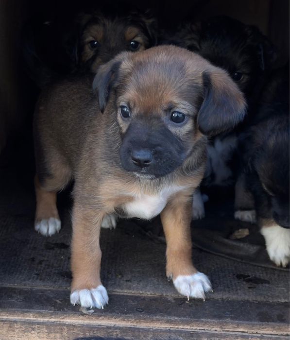 Щенки в добрые руки. Овидиополь