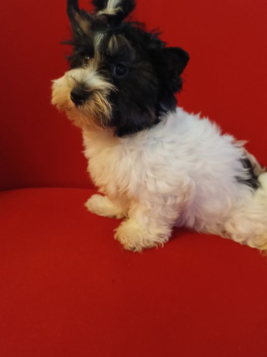 Samiec Yorkshire terrier biewer/ocean Pearl