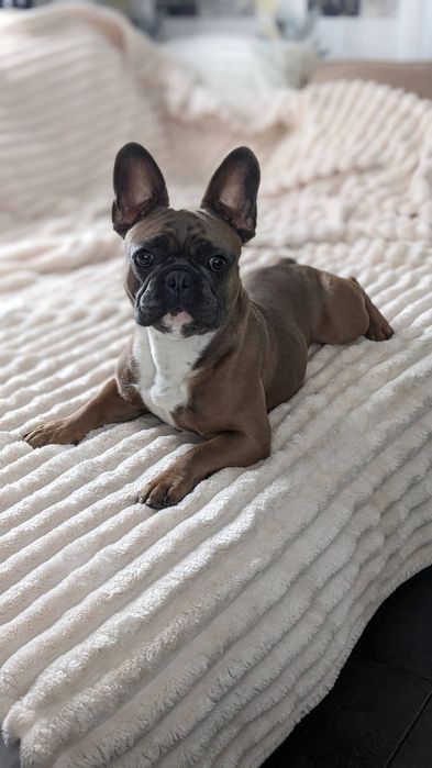 Вязка французький бульдог