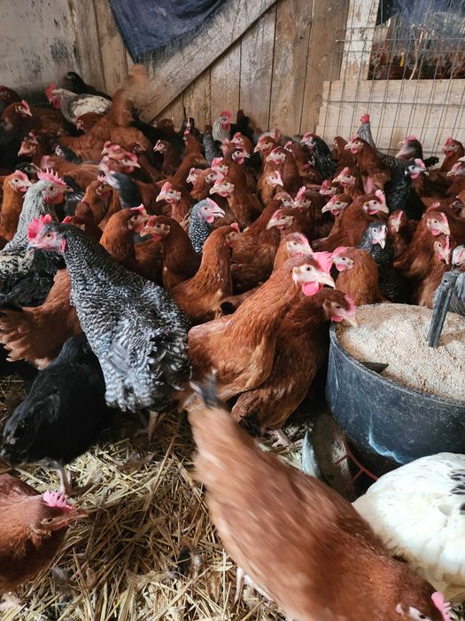 Kury nioski młode z jajkami 25 tyg.ROSA Dominant kolorowe kurki WYBIEG