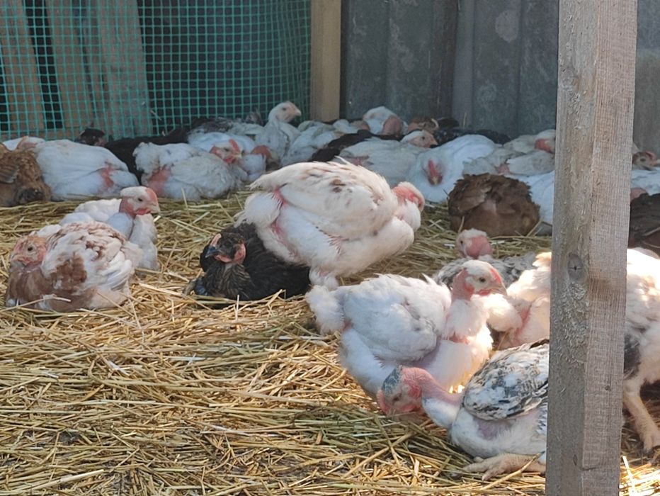 На 14.02.26 добові несучка R3А